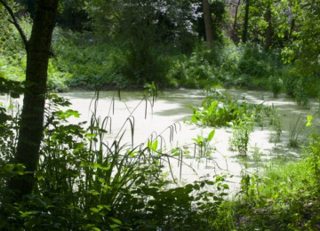 litten pond summer 2014.jpg